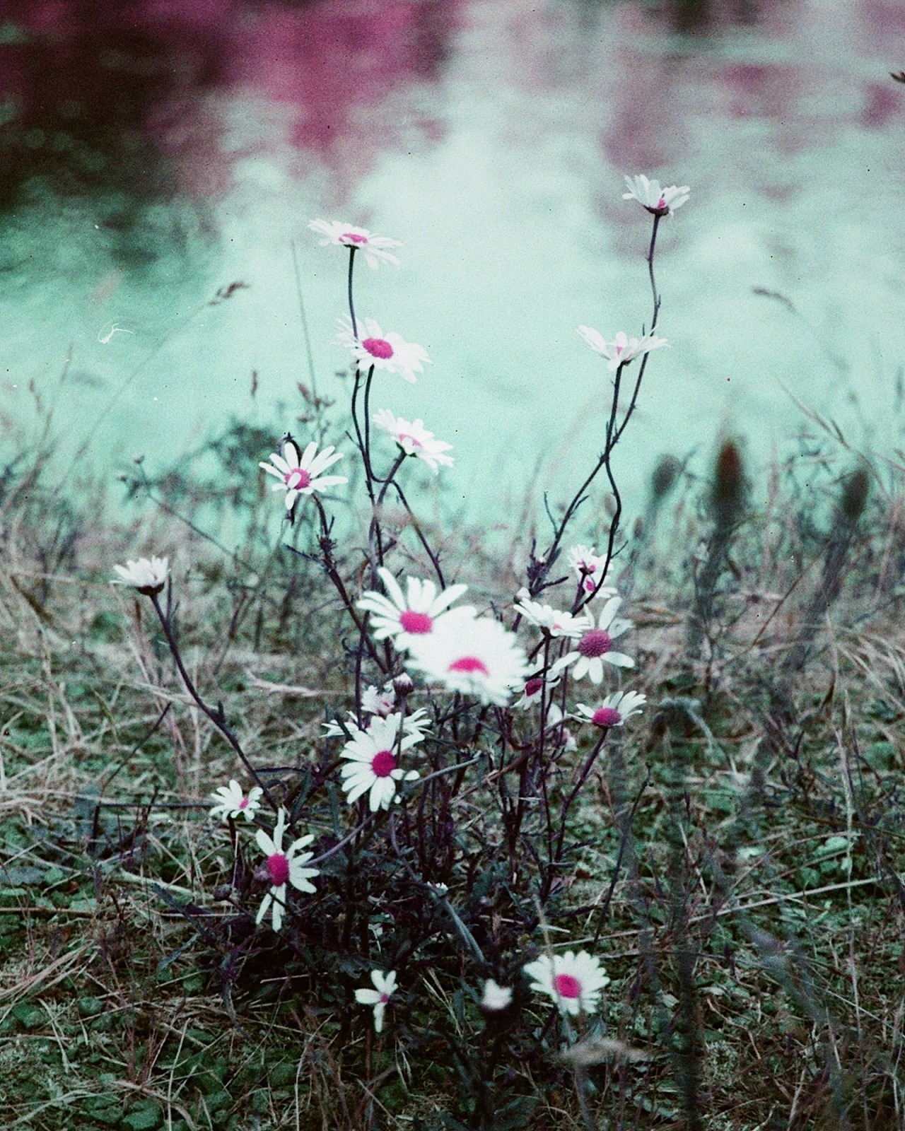 portfolio-01 daisiespurplelomo